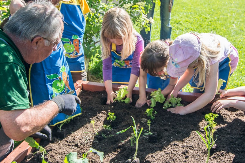Drei Kinder mit Schürzen graben mit den Händen in einem Hochbeet. Ein älterer Herr in Arbeitskleidung steht dabei.