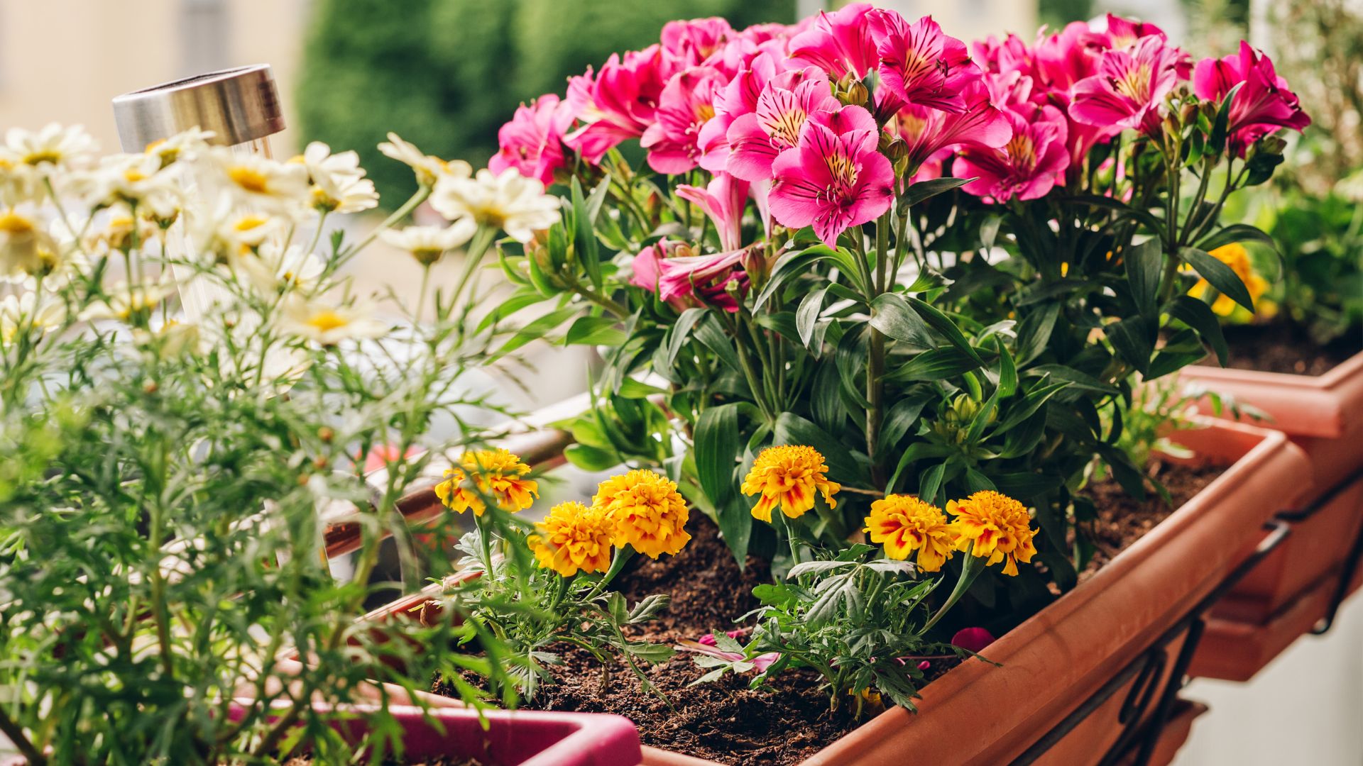Bunter Blumenkasten auf dem Balkon.