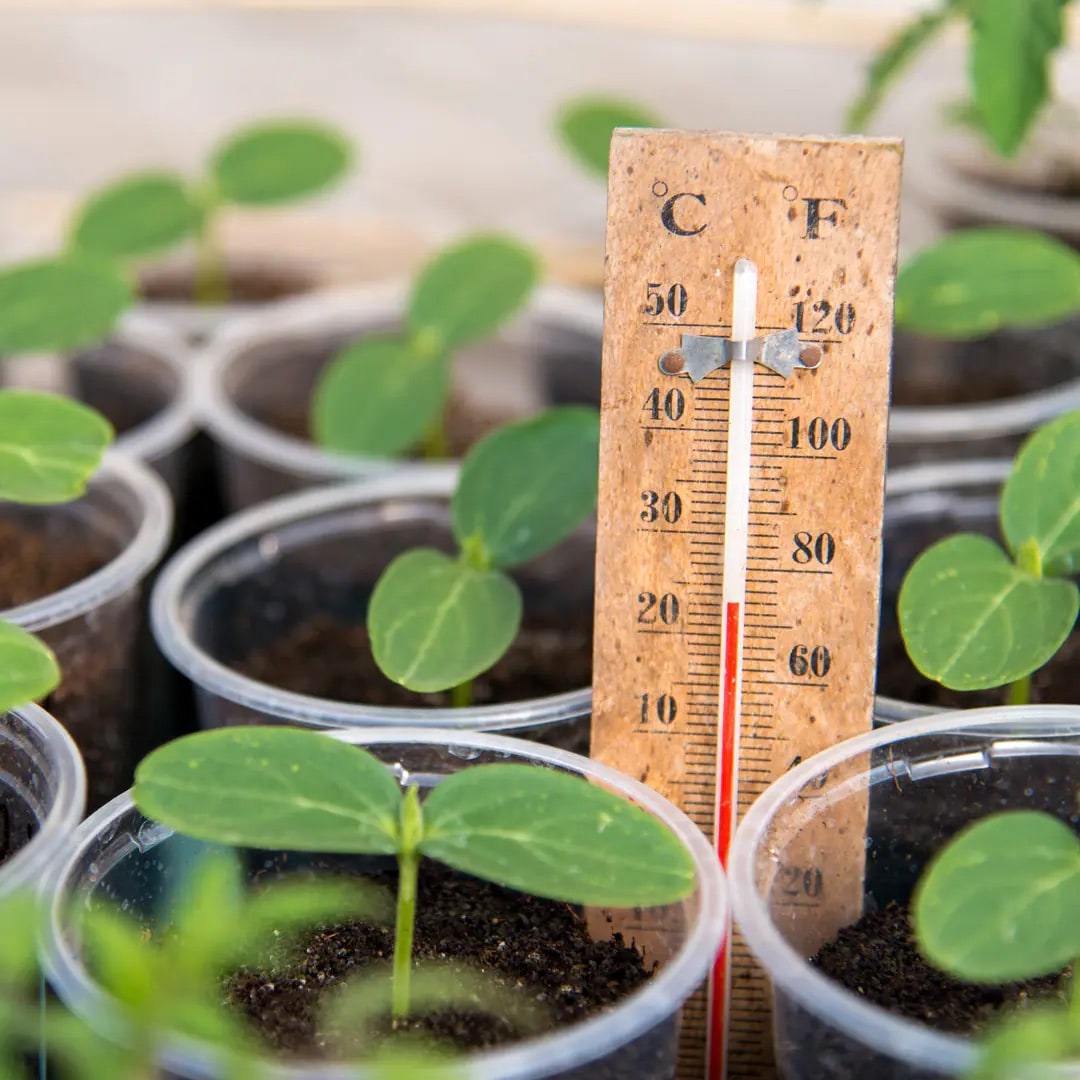 Ein Thermometer inmitten von kleinen grünen Setzlingen. Die Temperatur ist 23 Grad Celsius.