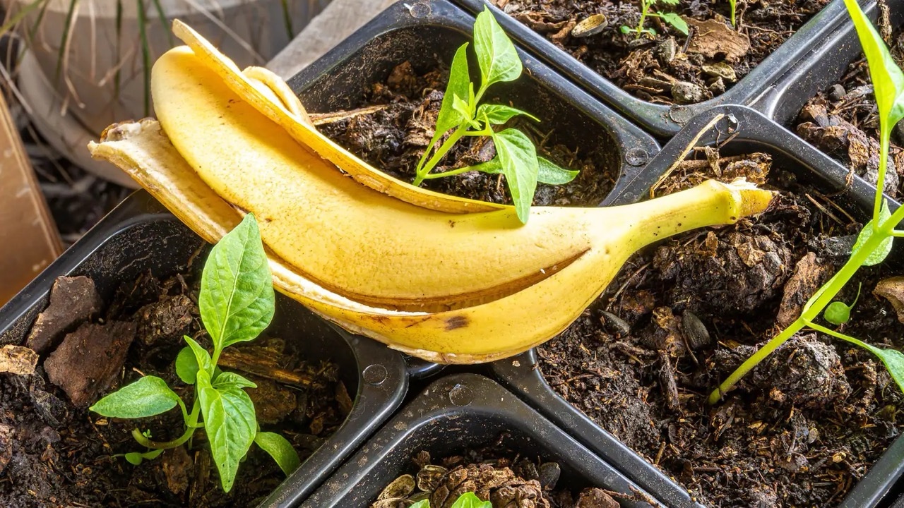Eine Bananenschale auf einer Palette mit Setzlingen.