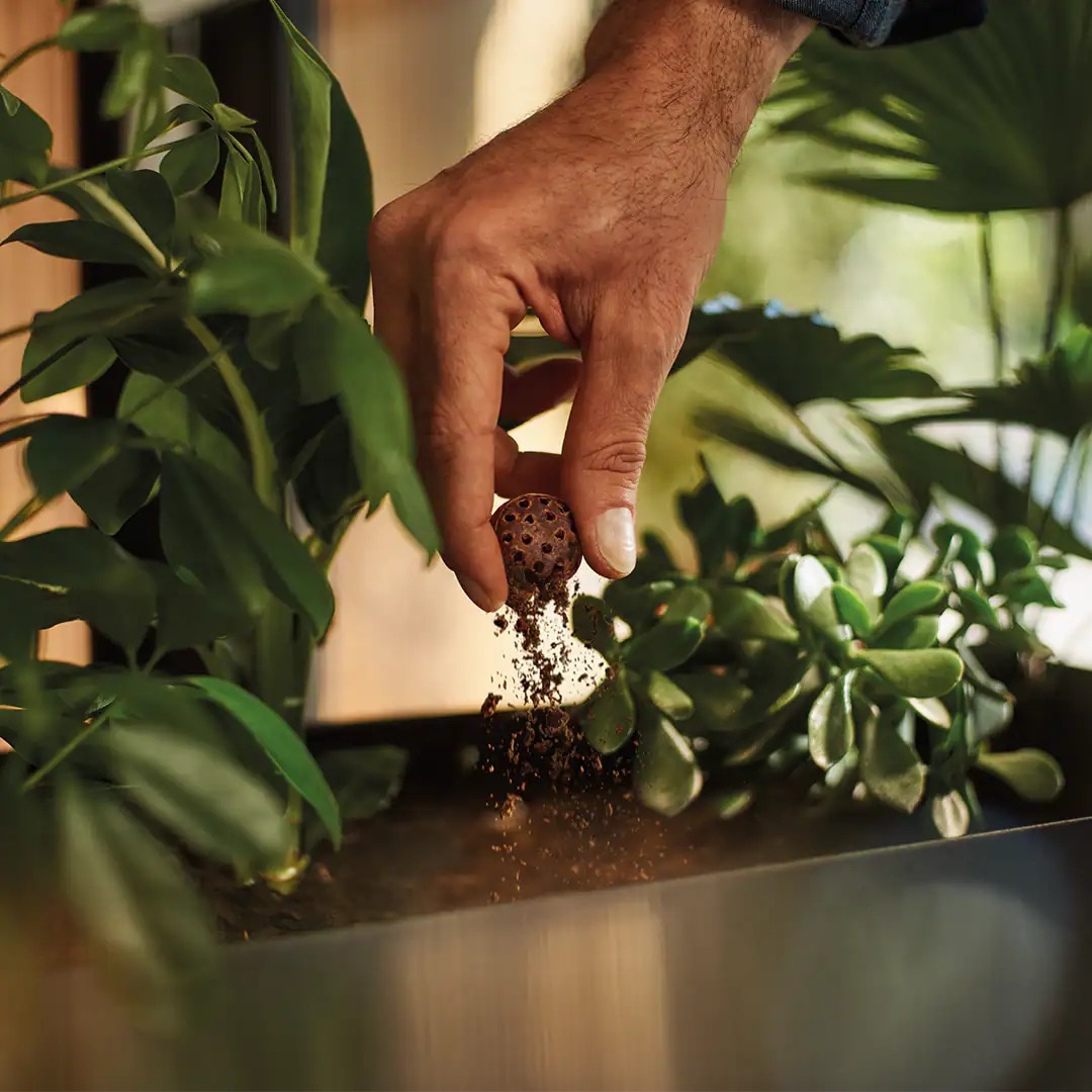 Eine Hand zerbröselt einen kompostierbaren CoffeeB-Kaffeeball über grünen Zimmerpflanzen.
