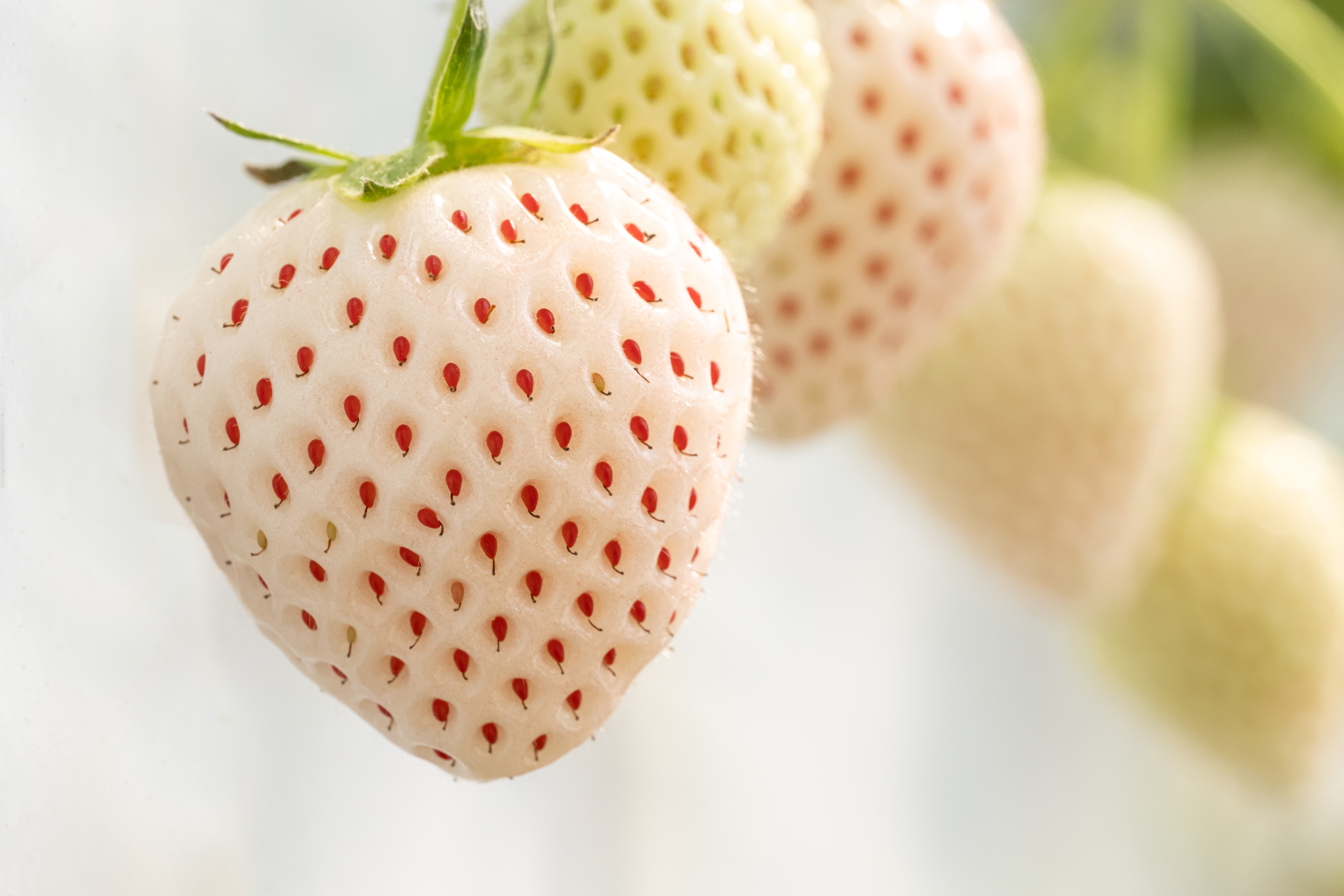 Nahaufnahme einer weißen Pineberry-Erdbeere mit roten Samen; die seltene Erdbeersorte ist auch als Ananas-Erdbeere bekannt.