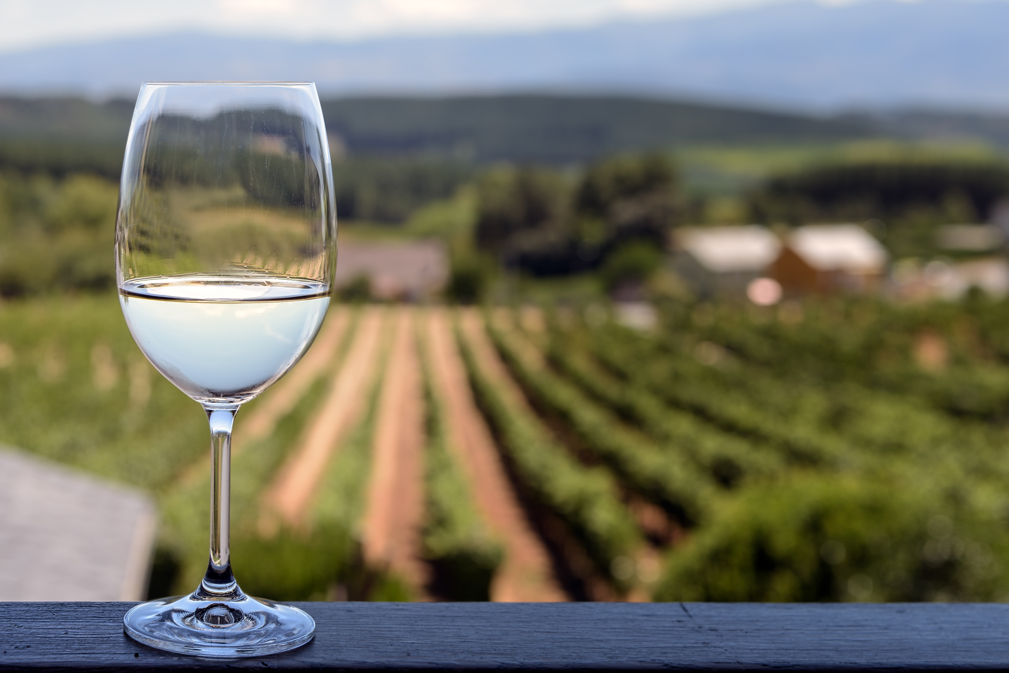 Ein Glas Weißwein vor einem Weinberg