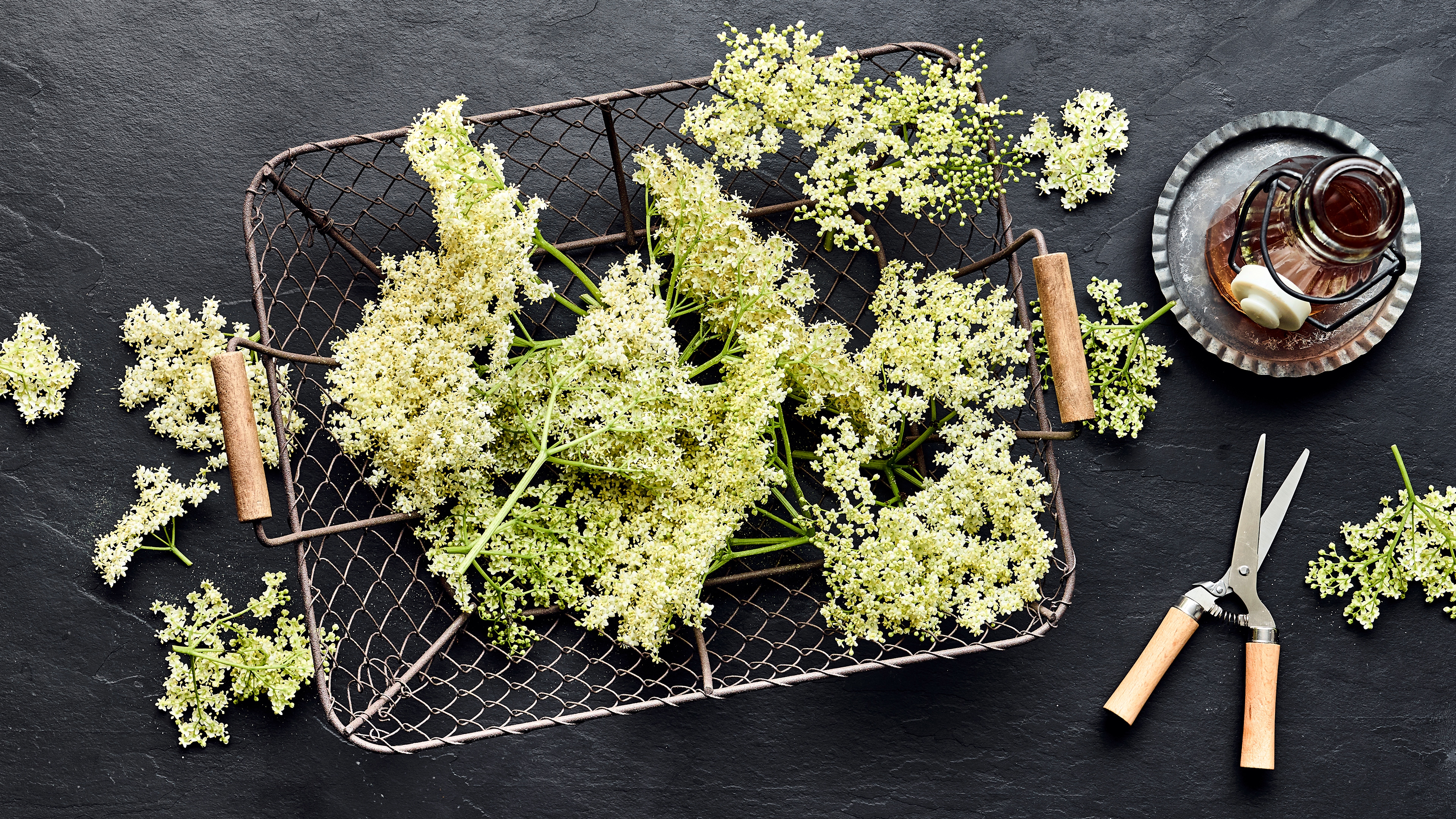 Frisch geerntete Holunderblüten in einem Drahtkorb auf dunklem Untergrund mit Gartenschere und Glasflasche zur Herstellung von Holunderblütensirup