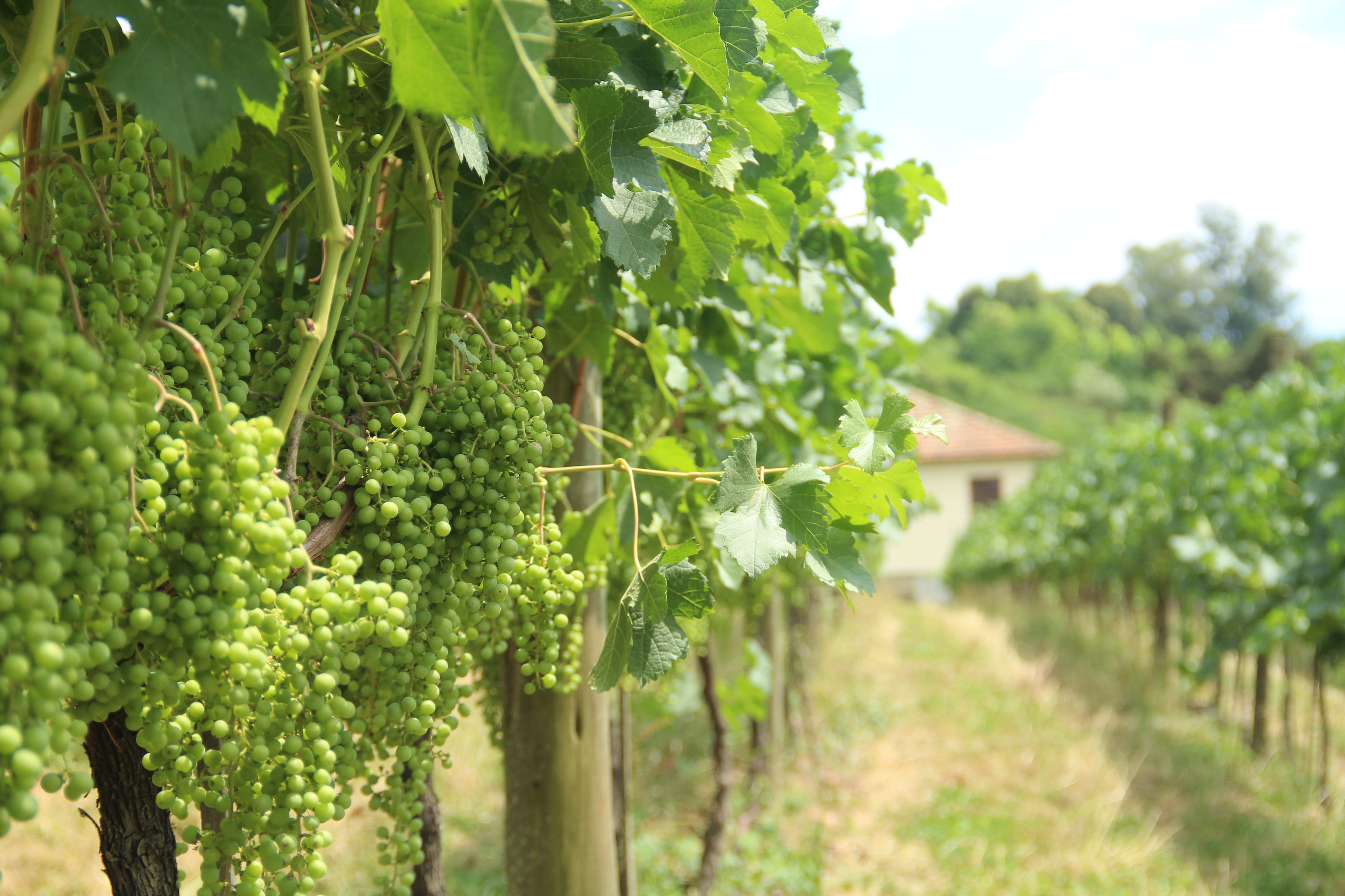 Weinanbaugebiet mit grünen Weintrauben