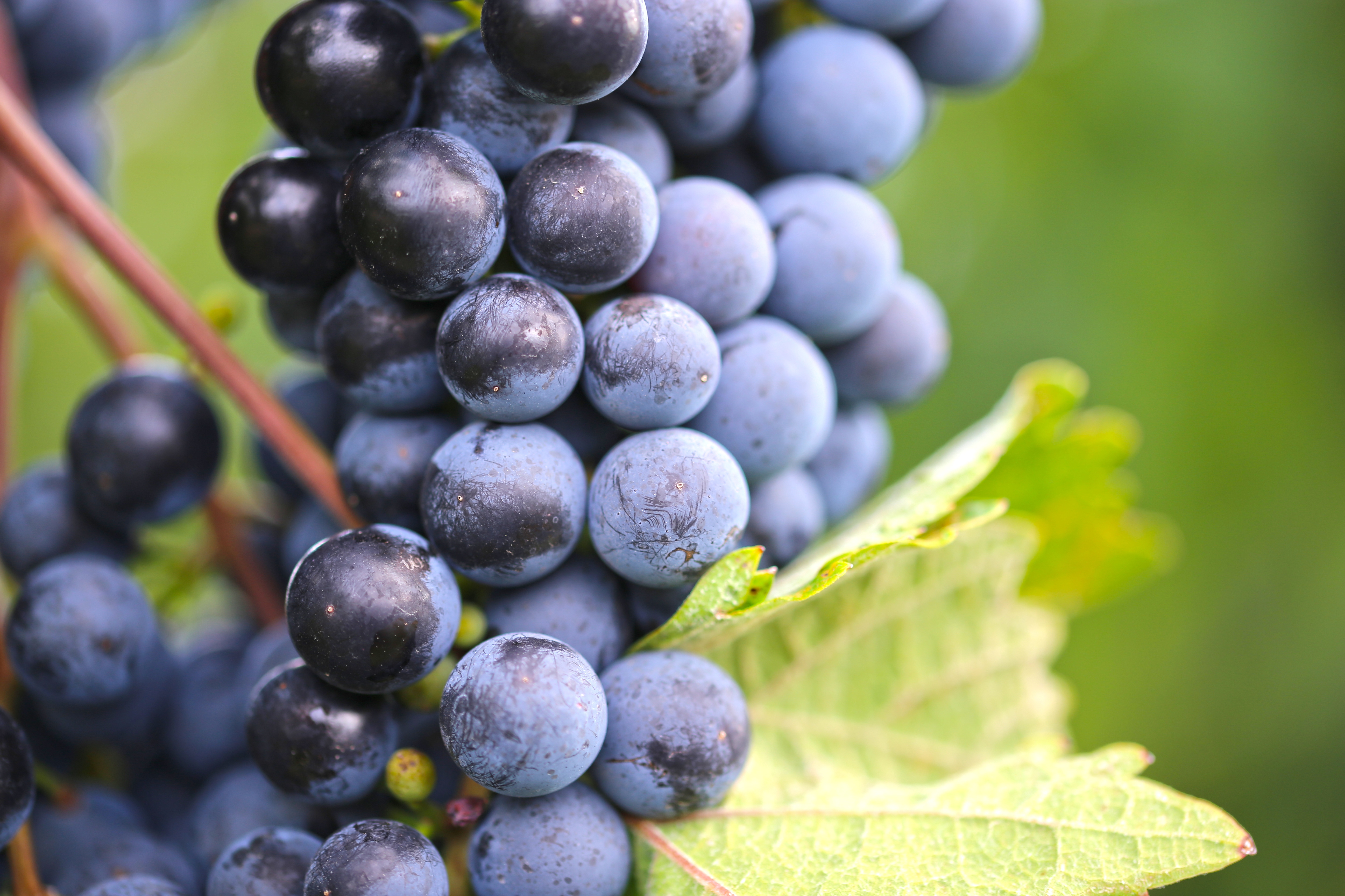 Nahaufnahme von reifen blauen Weintrauben